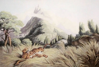 W422 - Tiger Killed by Poisoned Arrow