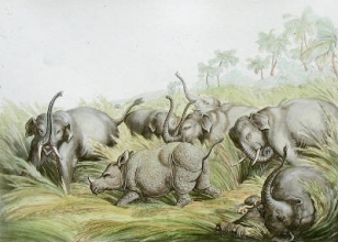 W411 - Rhinoceros Hunted by Elephants