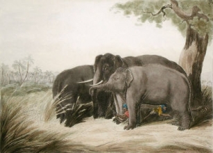 W409 - Decoy Elephant Catching a Male