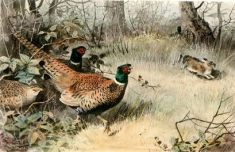 S211 - Pheasant