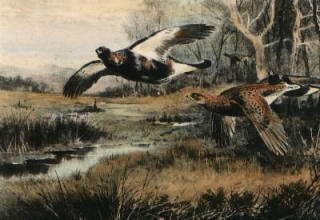 S004B - Flying Grouse (over stream)