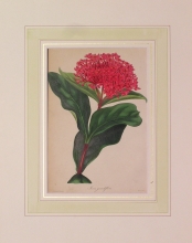 PX81 - Ixora Grandiflora