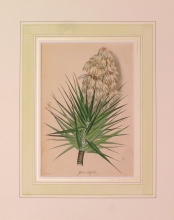 PX82 - Yucca Ailofolia