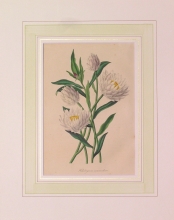 PX88 - Helichrysum Macranthum