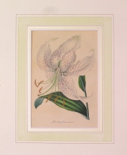 PX94 - Lilium Lancifolium
