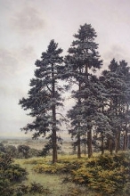 A261 - Surrey Pines