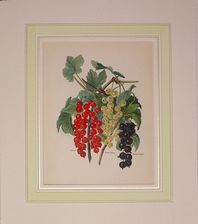 (esempio passepartout per frutta Wright)