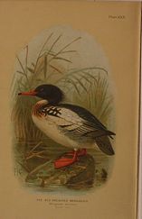 DUCK18