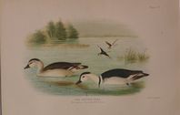 DUCK17