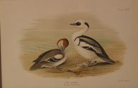 DUCK16