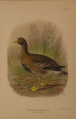 DUCK15