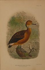 DUCK14