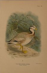 DUCK13