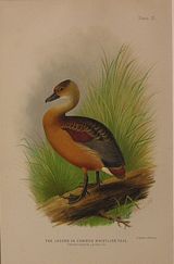 DUCK12