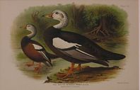 DUCK11