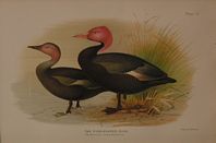 DUCK10