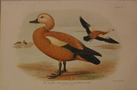 DUCK09