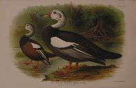 DUCK08