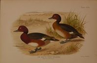 DUCK06