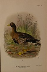 DUCK05