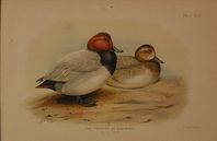 DUCK03
