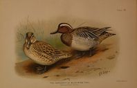 DUCK02