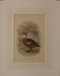 DUCK01