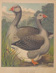 POULTRY09
