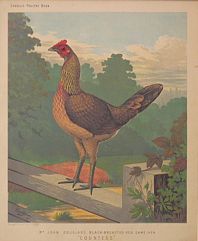 POULTRY08