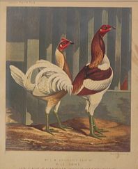 POULTRY03