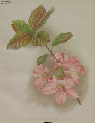 GA116