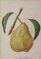 FH 09