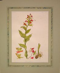Habenaria Quartiniana - ABSN 06