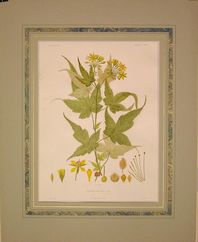 Sparmannia Abyssinica - ABSN 05