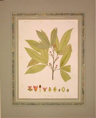 Teclea Nobilis - ABSN 03