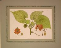 Dombeya Schimperiana - ABSN 01