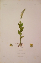 ABSN22 Peristylus Petitianus