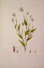 ABSN18 Alectoridia Quartiriana
