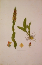 ABSN17 Satyrium Coriophoroides