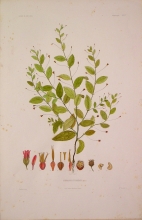 ABSN15 Hermannia Tigreensis