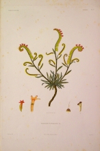 ABSN19 Toxostigma Purpurascens