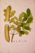 ABSN13 Kigelia Abyssinica