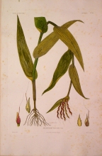 ABSN11 Andropogon Princeps