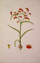 ABSN09 Cyanotis Abyssinica
