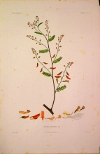 ABSN07 Ruppellia Abyssinica