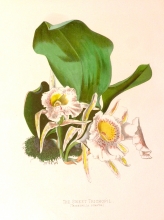 GA146