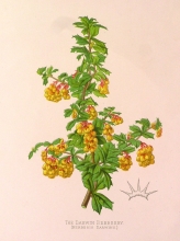 GA154