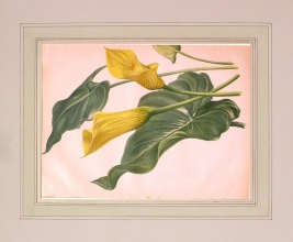 GA163