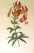 TRV 17 - Lilium Superbum