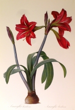 TRV 18 - Amaryllis Brasiliensis